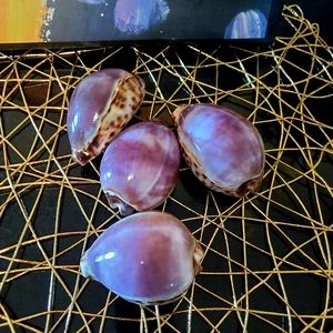 Purple Top Tiger Cowrie Shells 4pcs